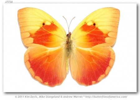 Альбом пользователя ЕкатеринаКостинская: Кубинская бабочка Фебиc Авелланеда. Коллекция 63 бабочки мира