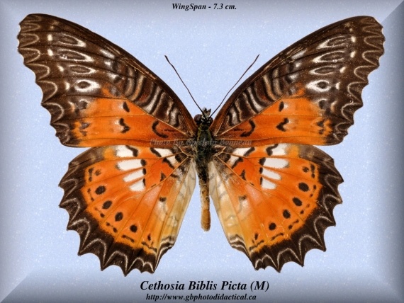 Альбом пользователя ЕкатеринаКостинская: Цетозия Библис. Коллекция 63 бабочки мира