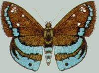 Альбом пользователя ЕкатеринаКостинская: Питонидес Анициус. Коллекция 63 бабочки мира