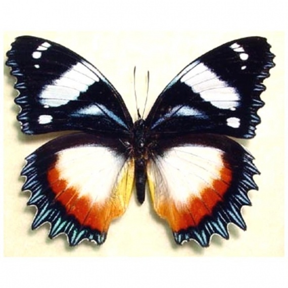 Альбом пользователя ЕкатеринаКостинская: Гиполимнас Декситея. Коллекция 63 бабочки мира