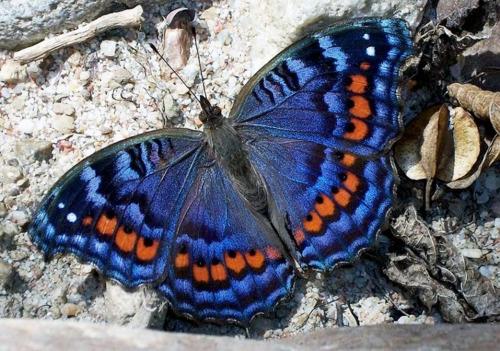 Альбом пользователя ЕкатеринаКостинская: Прецис Октавия сезамус. Коллекция 63 бабочки мира