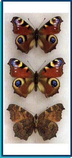 Альбом пользователя ЕкатеринаКостинская: Дневной павлиний глаз. Коллекция 63 бабочки мира