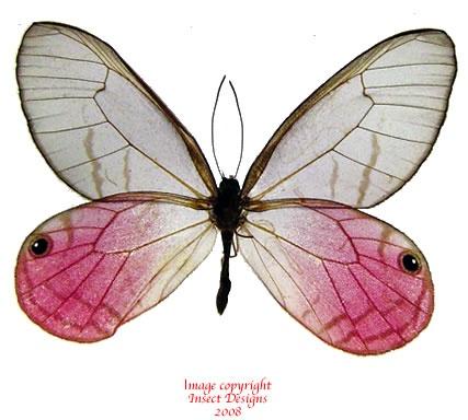 Альбом пользователя ЕкатеринаКостинская: Цитериас Аврорина. Коллекция 63 бабочки мира.