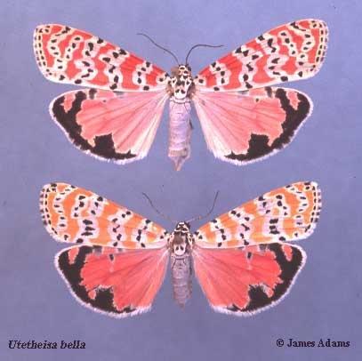 Альбом пользователя ЕкатеринаКостинская: Медведица красивая. Коллекция 63 бабочки мира