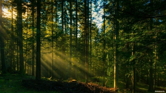 Альбом пользователя Наталья_Фёдоровна: Комплект Coniferous forest