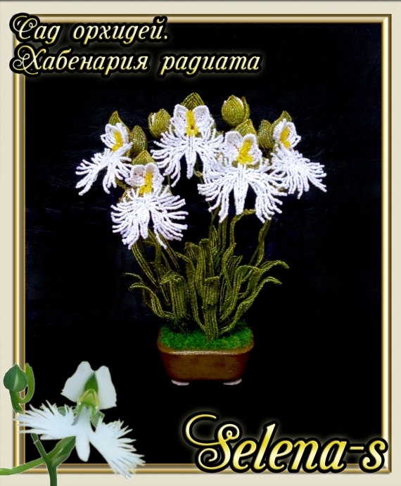 Альбом пользователя Selena-s: Орхидеи хабенарии - радиата и медуза.