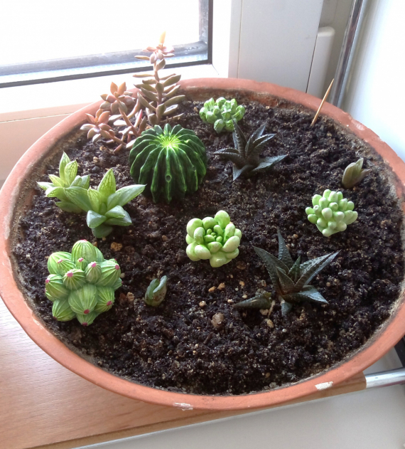 НЕбисерная лавка чудес: Суккуленты )) без полива и прочих танцев с бубном