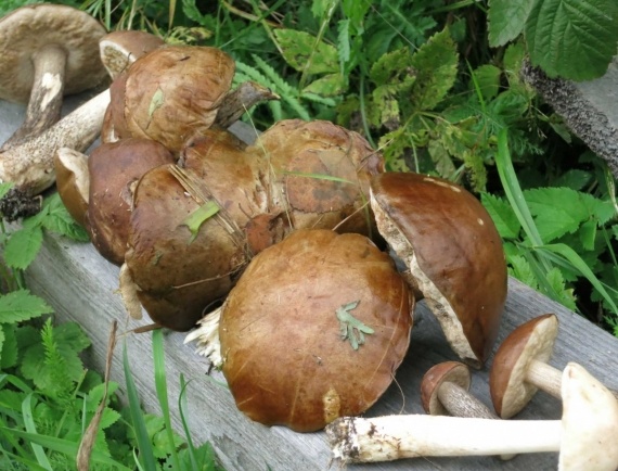 Сад и огород: грибы оптом