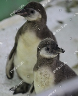 НЕбисерная лавка чудес: Пингвин на Севере