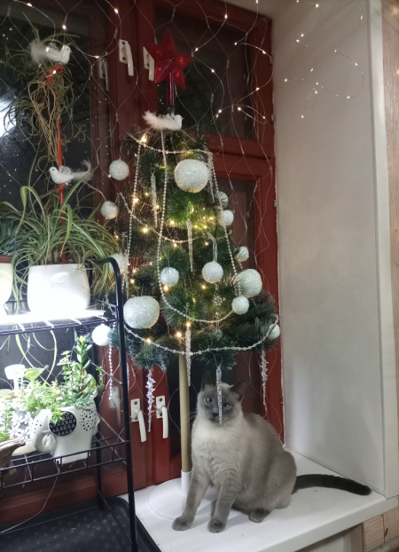 Флудилка: Моя ёлочка