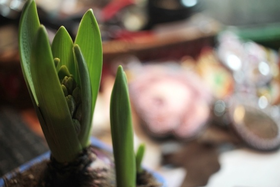 Сад и огород: Про орхидеи отдельно, и обновления в моем домашнем саду )))