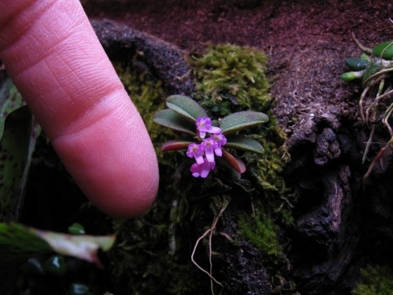 Сад и огород: Микроб растительного мира, и он - орхидея