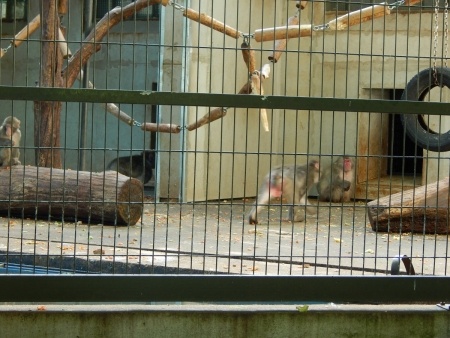 Путешествия: Таллиннский зоопарк. Часть 2. Животные. Очень много фото