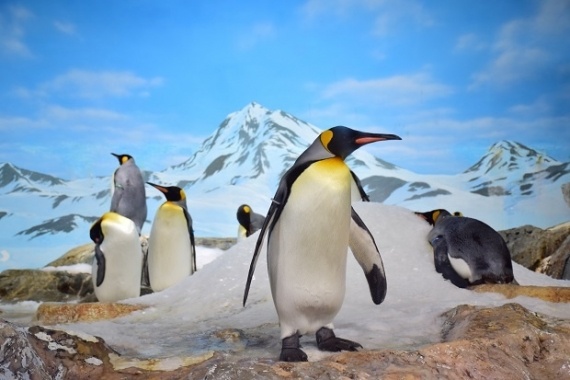 Флешмобы: 20 января - День осведомленности о пингвинах. Флешмоб дня