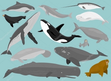 Флешмобы: 19 февраля - Всемирный день защиты морских млекопитающих.