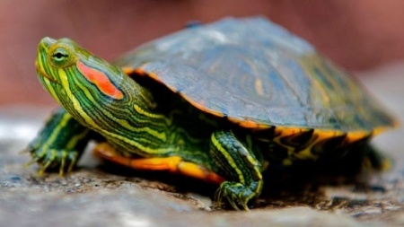 Флешмобы: 23 мая - Всемирный день черепахи