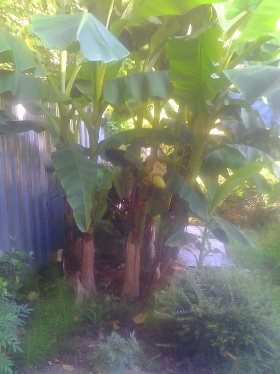 Флешмобы: Цветущий Банан и другие Июньские цветы.