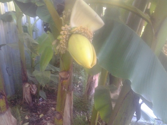 Флешмобы: Цветущий Банан и другие Июньские цветы.