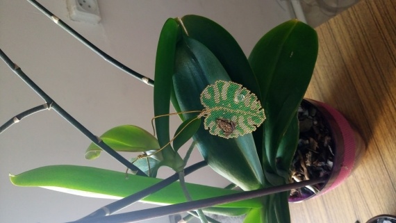 Альбом пользователя Светлана_Кошелева: Монстера