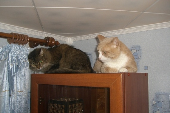 Альбом пользователя Svetulya63: Чехол Планета Кошек (флэшмоб Мартовские коты)