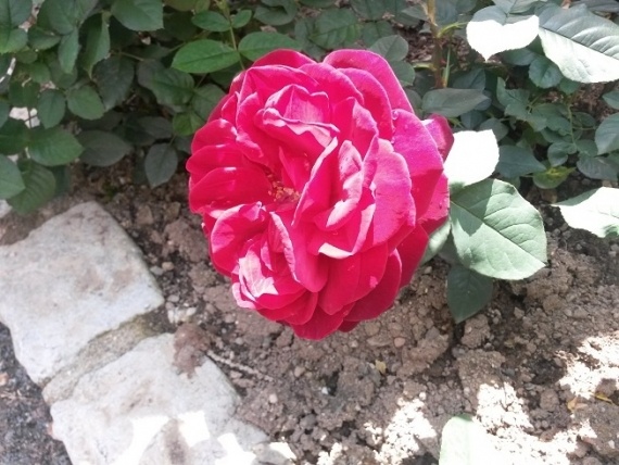 Флудилка: Праздник роз в ботаническом саду