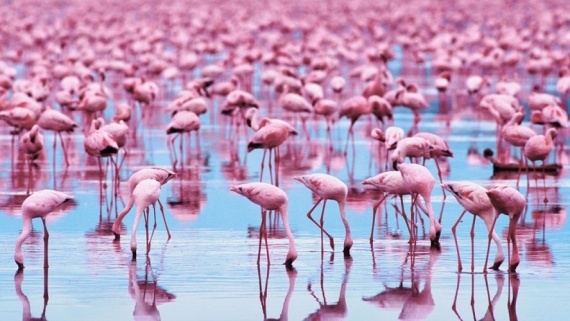 Альбом пользователя Пашина_бабушка: Жгут Розовый фламинго