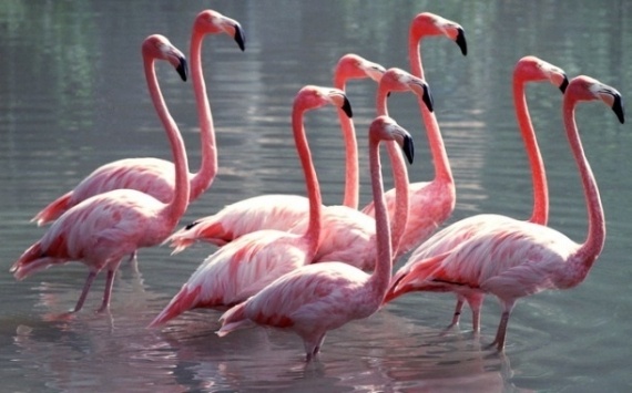 Альбом пользователя Пашина_бабушка: Жгут Розовый фламинго