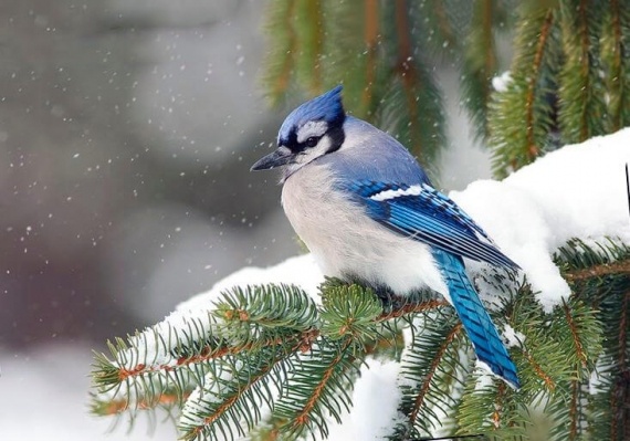 Альбом пользователя Ostertomta: Сойка голубая