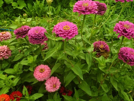 Сад и огород: Мои любимые гладиолусы