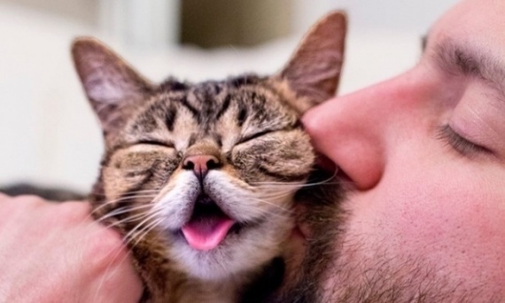 Флудилка: 50 поразительных фактов о котиках