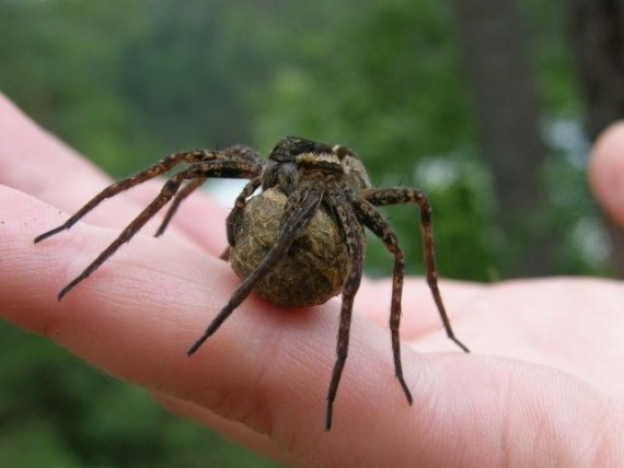 Флудилка: Смотрите каких я огромных пуков засняла! Dolomedes fimbriatus называются