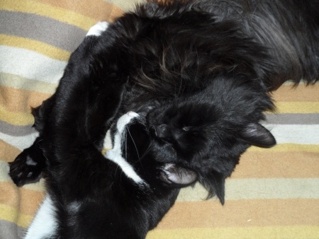 Флудилка: Как спят котики.