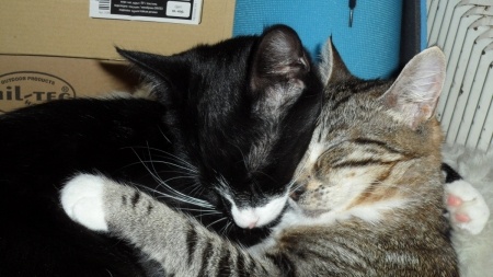 Флудилка: Как спят котики.