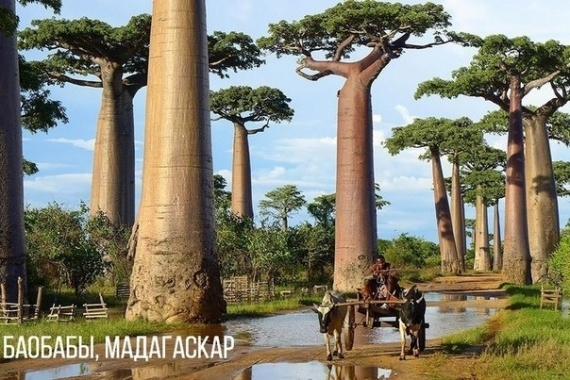 Флудилка: Удивительные деревья со всего мира