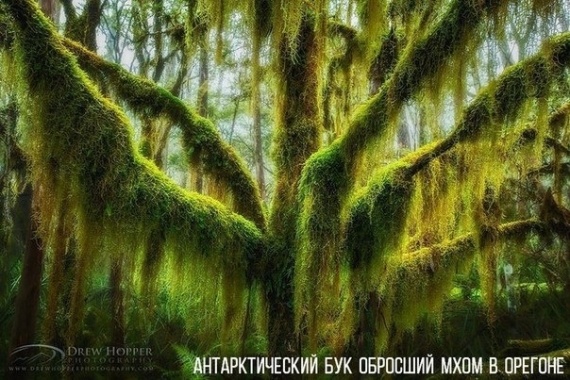 Флудилка: Удивительные деревья со всего мира