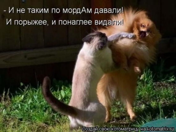 Юмор: Альбом пользователя arabella: Совершеннокотие... (котоматрица)