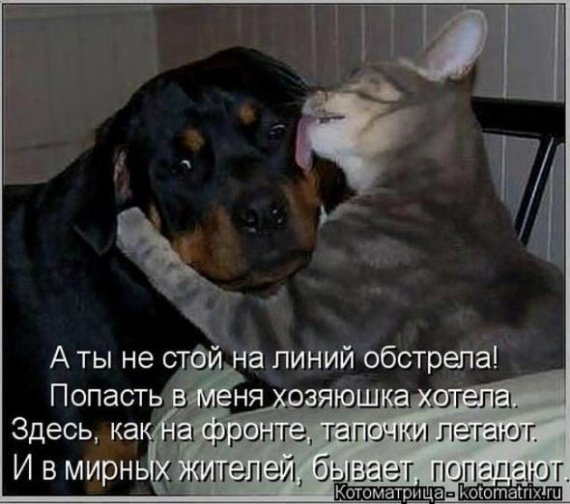 Юмор: Альбом пользователя arabella: Совершеннокотие... (котоматрица)
