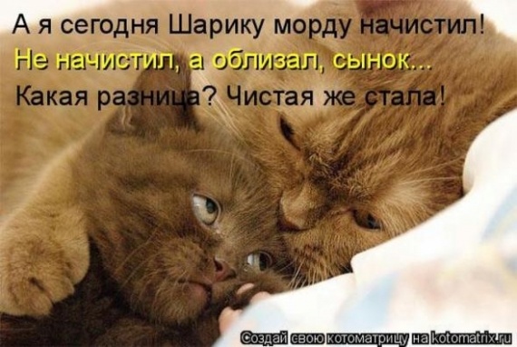 Юмор: Альбом пользователя arabella: Совершеннокотие... (котоматрица)