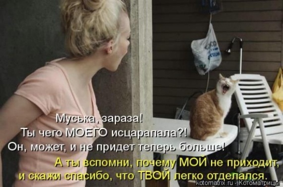 Юмор: Альбом пользователя arabella: Совершеннокотие... (котоматрица)