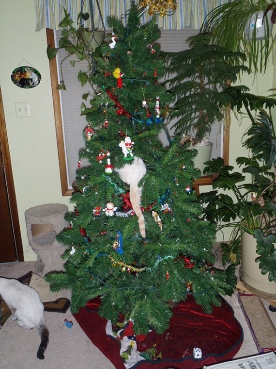 Флешмобы: Самое лучшее украшение для новогодней елки....