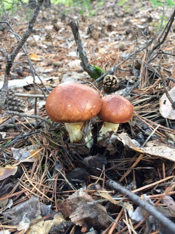 Флудилка: Грибы, грибы, кругом грибы...