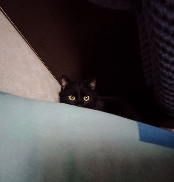 Альбом пользователя ЮлияТ: Сумеречный одуван