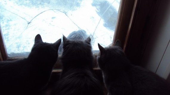 Юмор: Драстуй, птичко =)