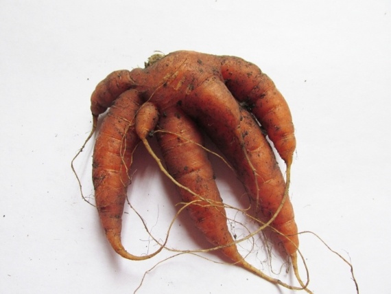 Флудилка: природа шутит :)