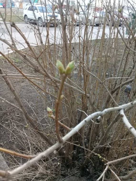 Флудилка: Весна в Сибири
