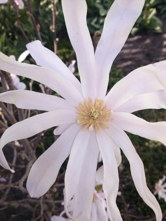 Флудилка: цветет рододендрон