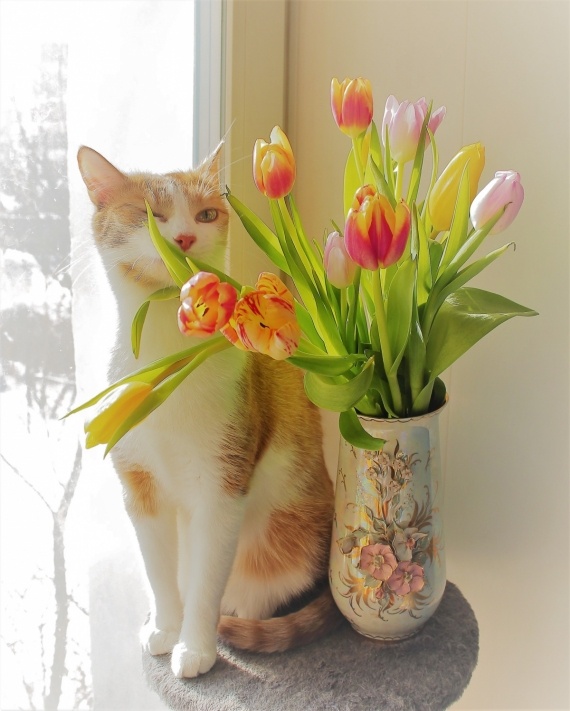 Флудилка: кот,мой кот,рыжий кот,кот Рокс,тюльпаны