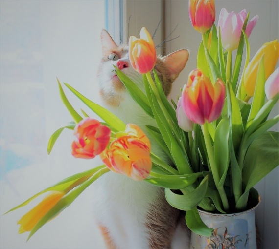 Флудилка: кот,мой кот,рыжий кот,кот Рокс,тюльпаны