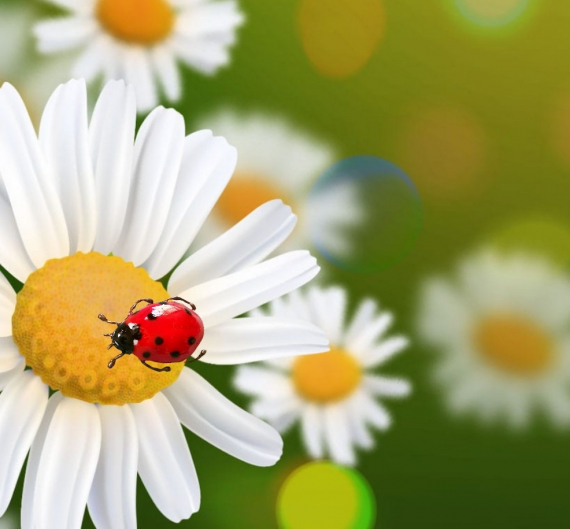 Альбом пользователя Наталья-Любава: Божья коровка из ювелирной смолы. Брошь-игла.