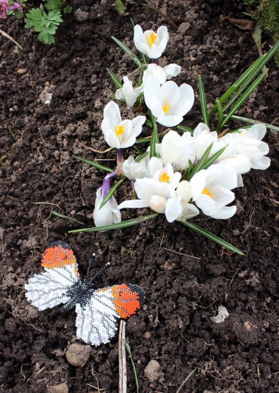 Альбом пользователя Okinawa: Брошь Зорька